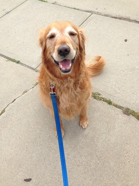 golden retriever sitting obediently