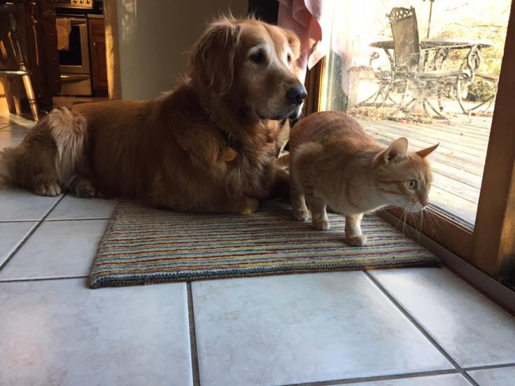 golden retriever and tabby cat stare out sliding porch door
