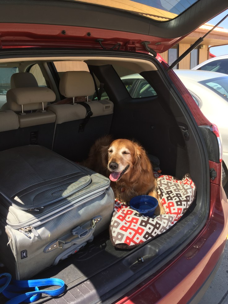 golden retriever in back of SUV