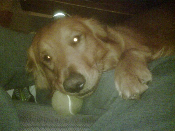 golden retriever in lap with tennis ball