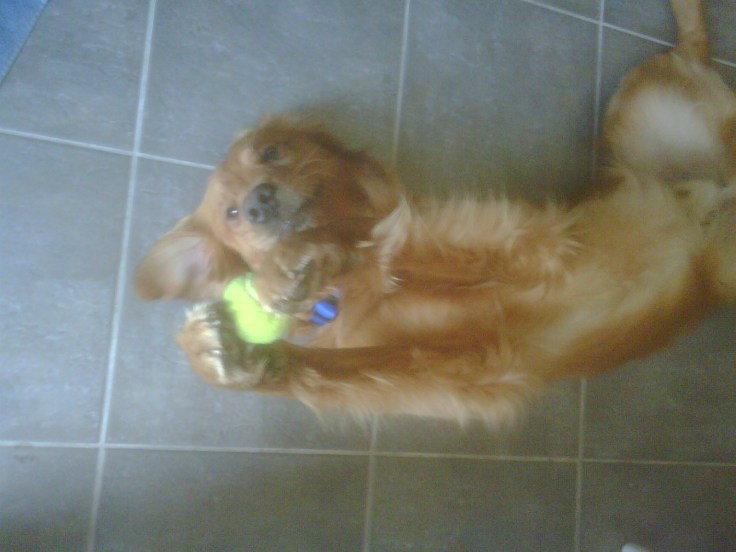 Macallan golden retriever tennis ball trick